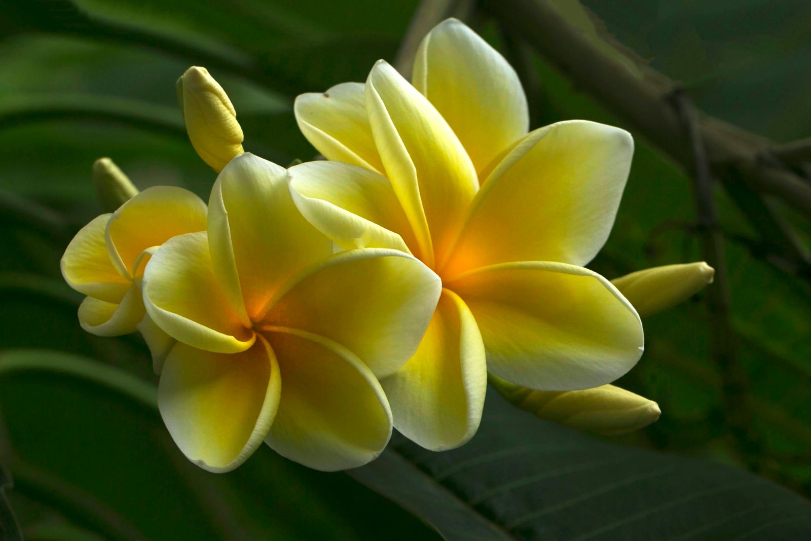 Yellow plumeria blossoms, the iconic flower used in Hawaiian lei, in Hawaiʻi