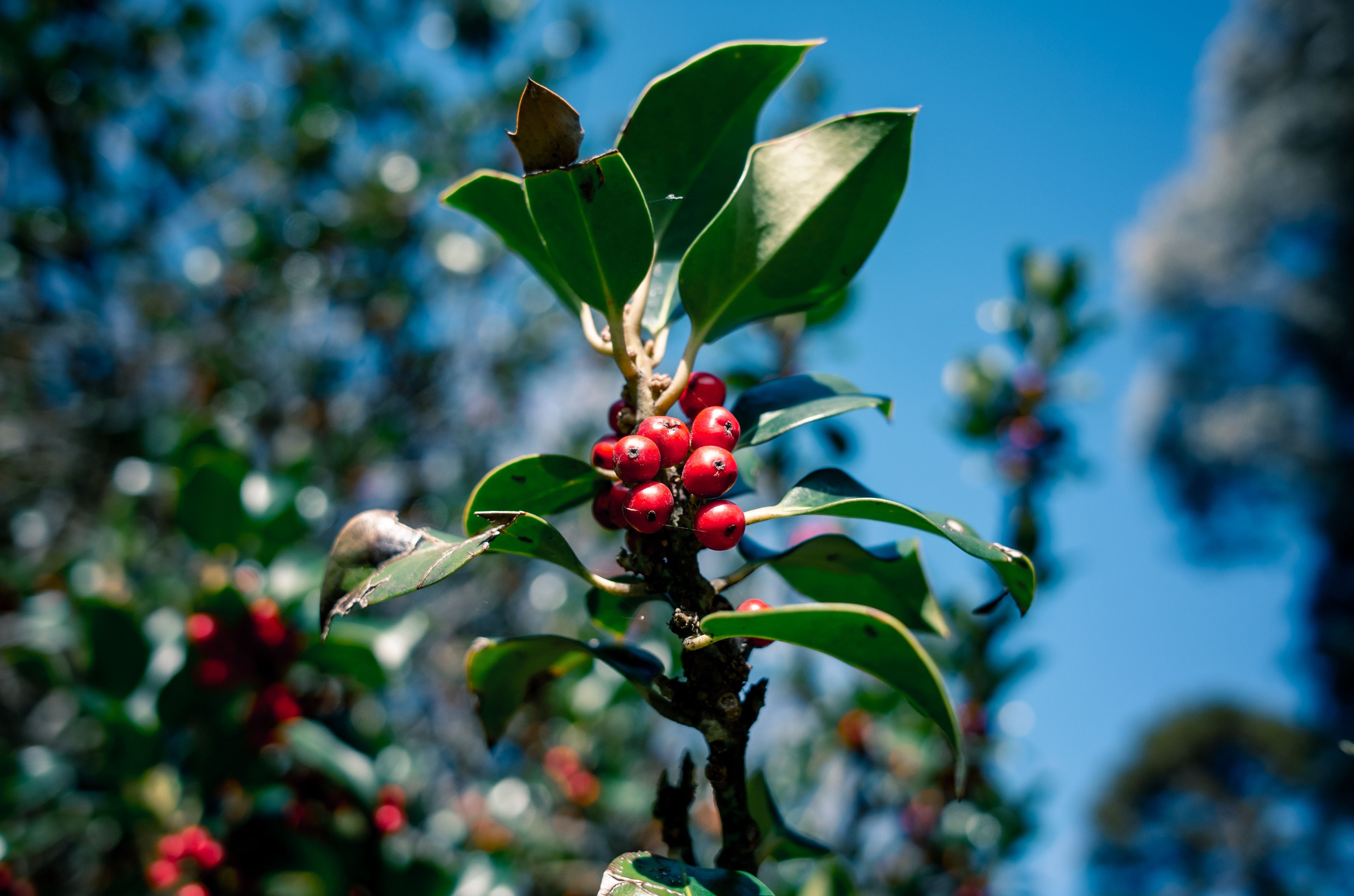 Ripe red coffee cherries on the branch, like those grown on the Kona Coast of Hawaiʻi