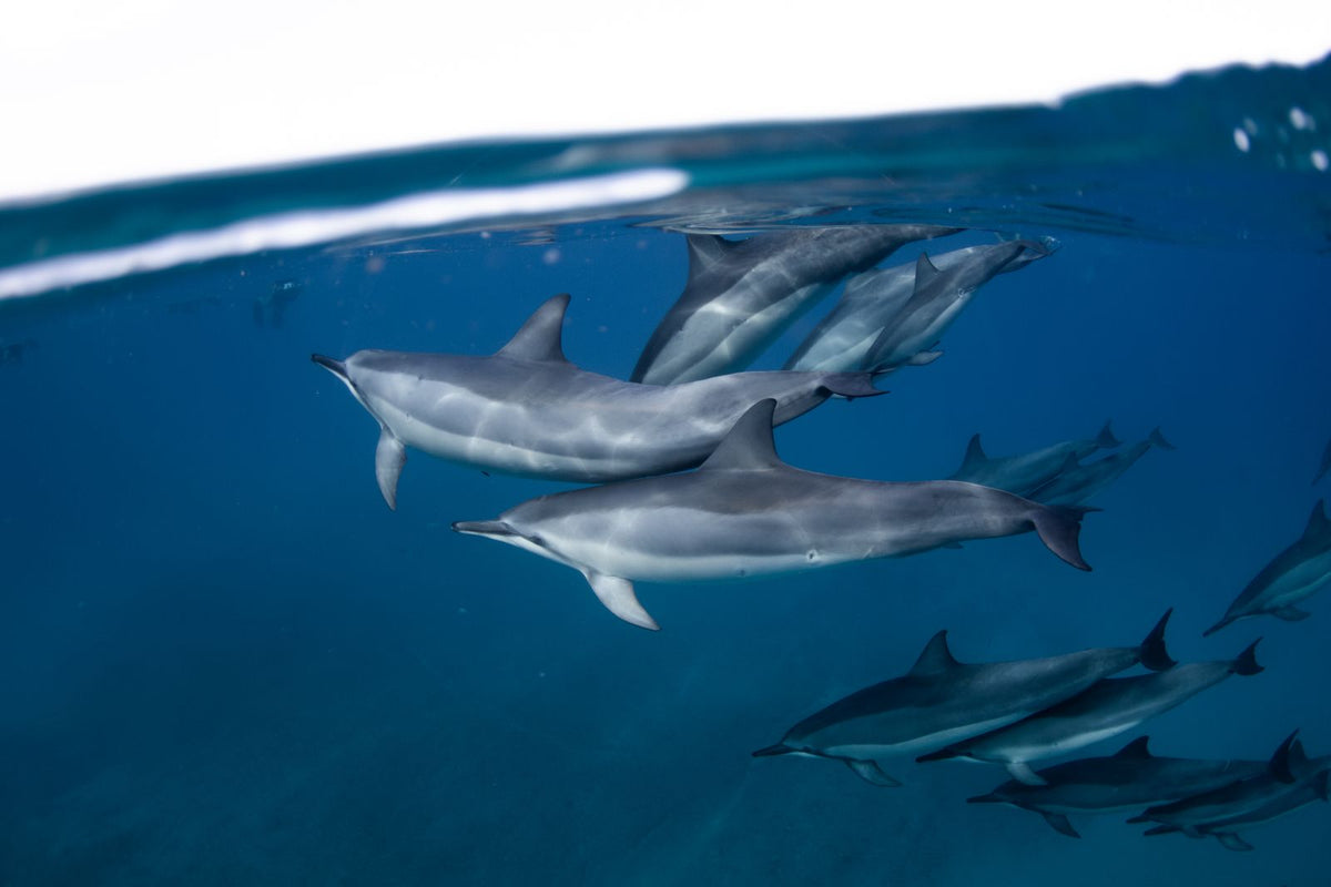 Pod of Hawaii spinner dolphins swimming just beneath the surface off the Kona coast