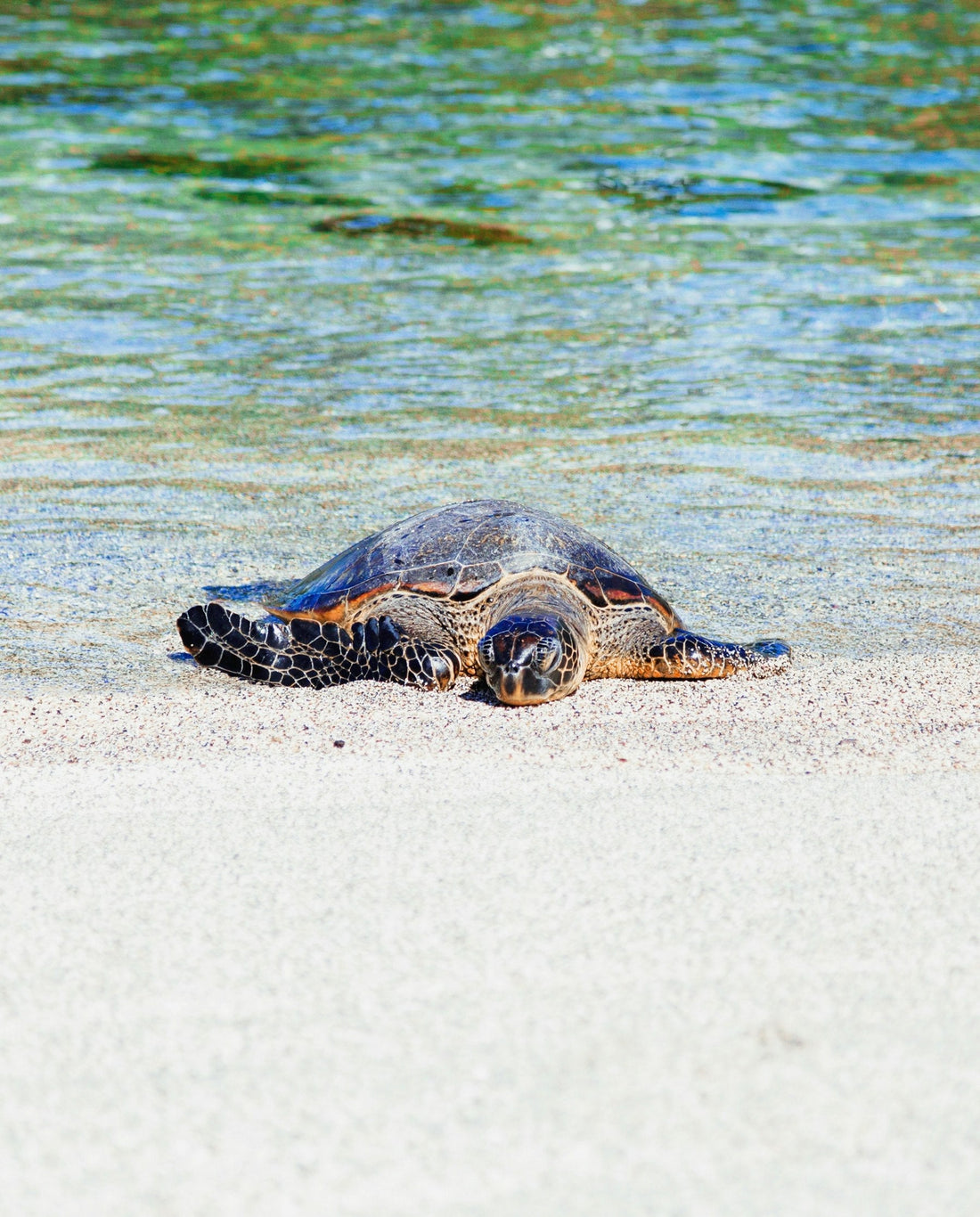 A Hawaiian green sea turtle (honu) basking on a beach in Honaunau on the Big Island of Hawaii