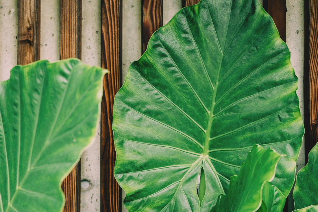 Large heart-shaped taro (kalo) leaves, the plant Hawaiians consider an ancestor
