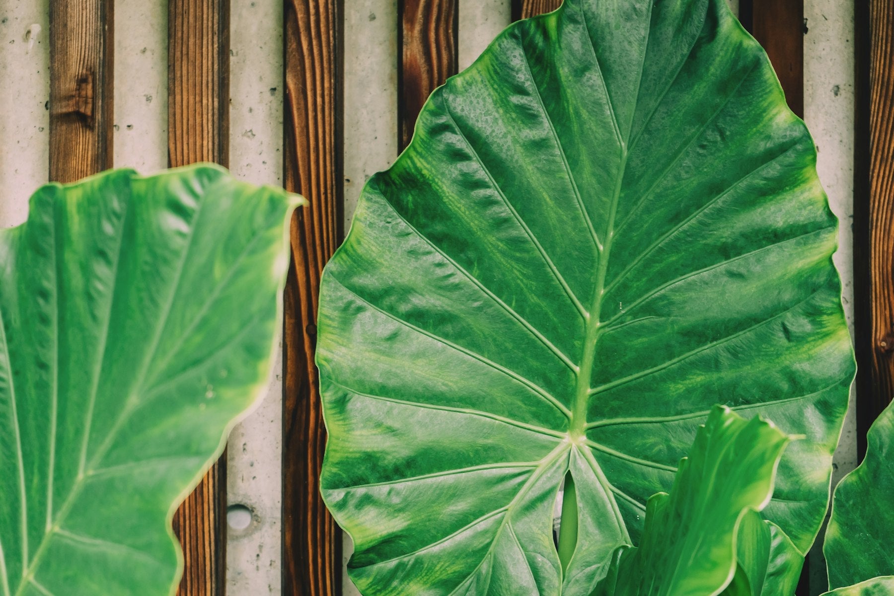 Large heart-shaped taro (kalo) leaves, the plant Hawaiians consider an ancestor