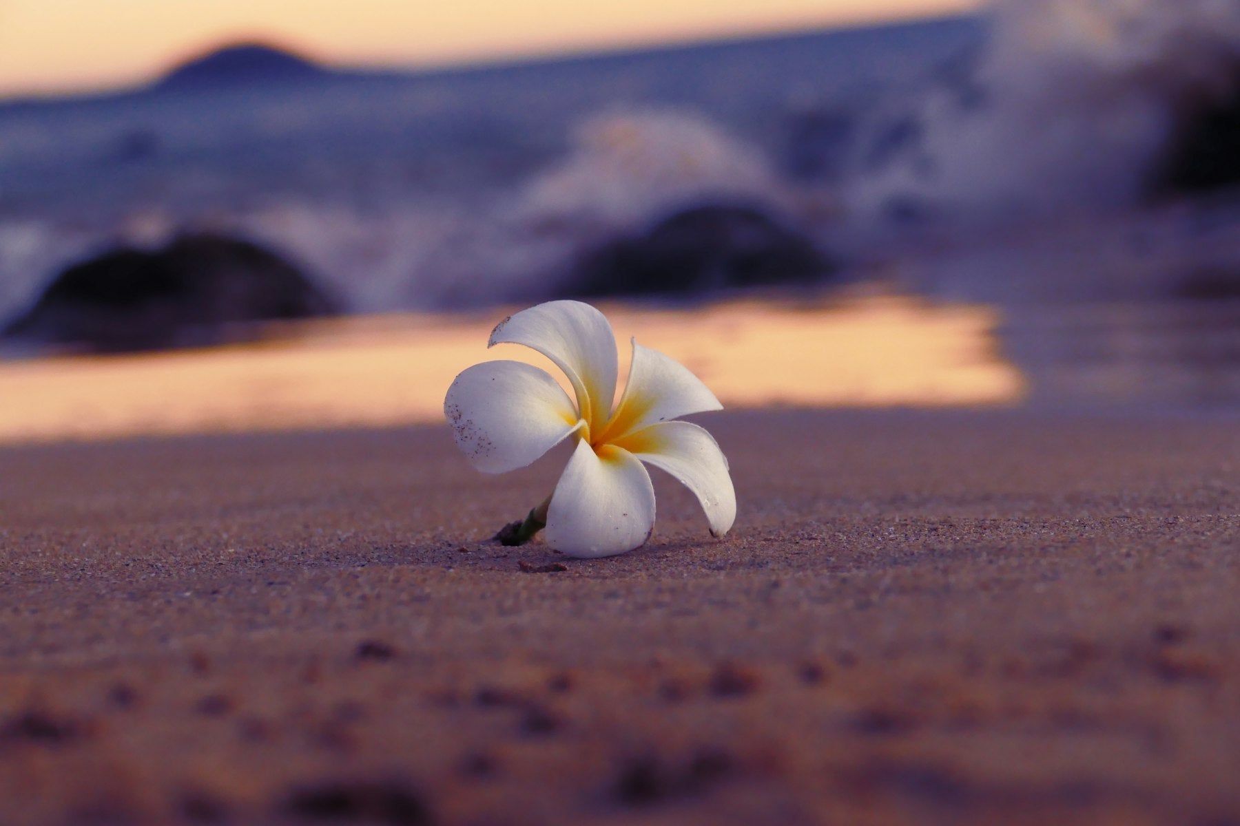 White plumeria flower on dark sand, the classic bloom of a Hawaiian lei