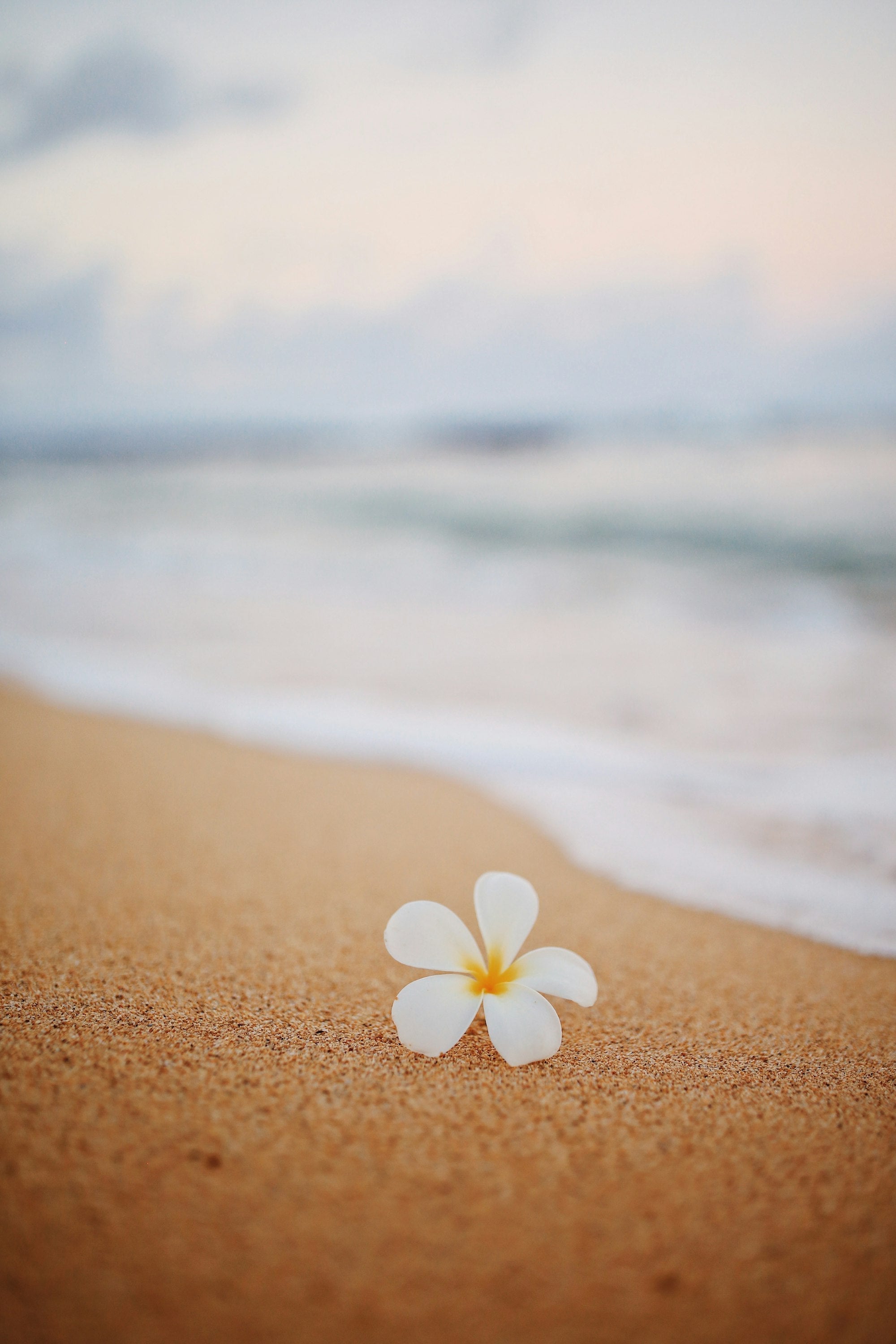 Plumeria flower resting on dark volcanic sand on a beach in Kauai, Hawaii