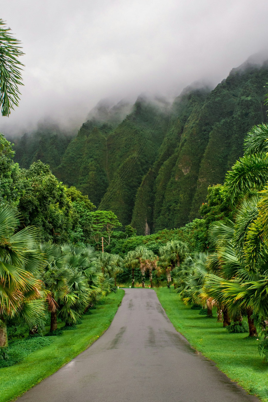 Lush green Hawaiian forest foliage where the kukui tree grows on the island slopes