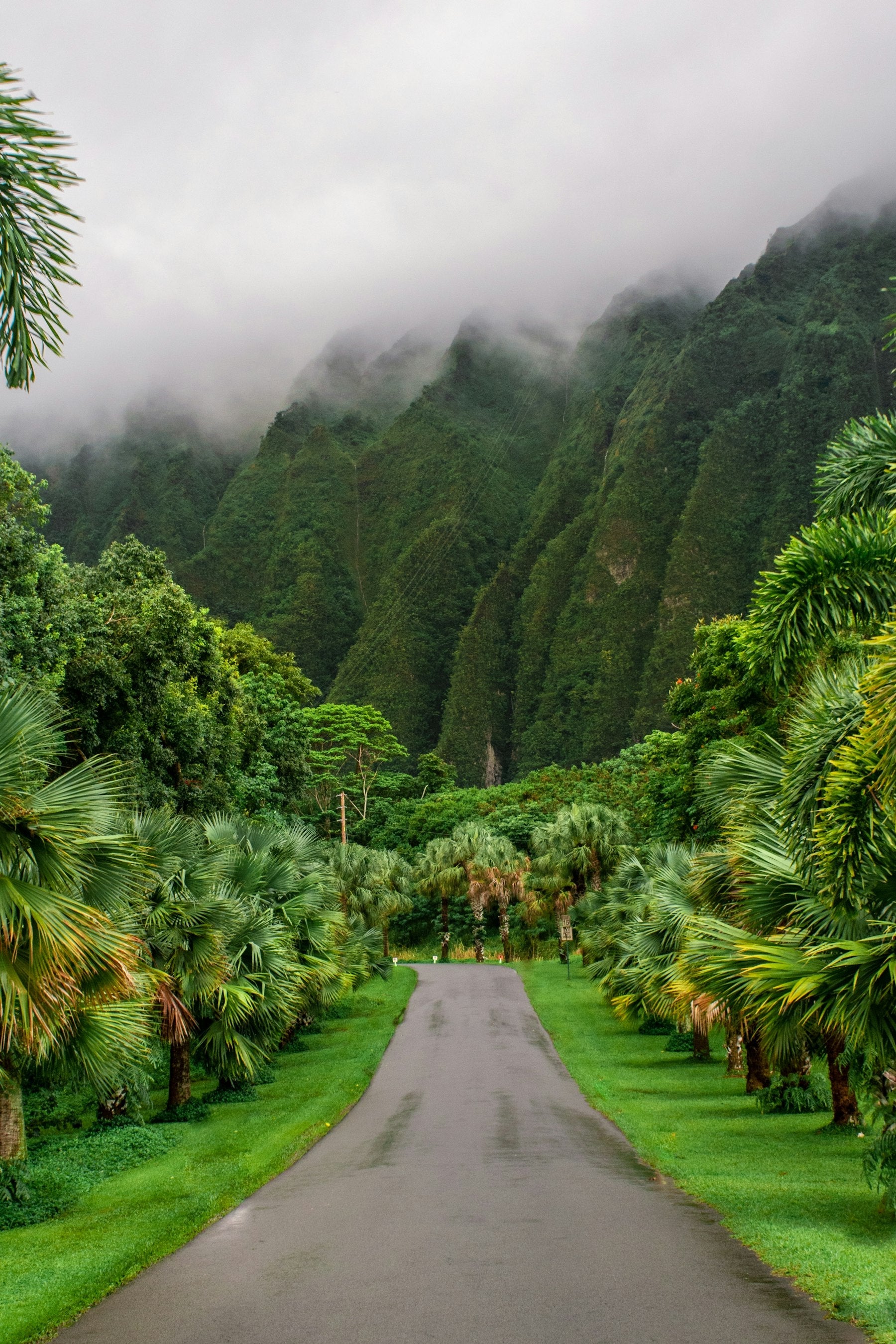 Lush green Hawaiian forest foliage where the kukui tree grows on the island slopes