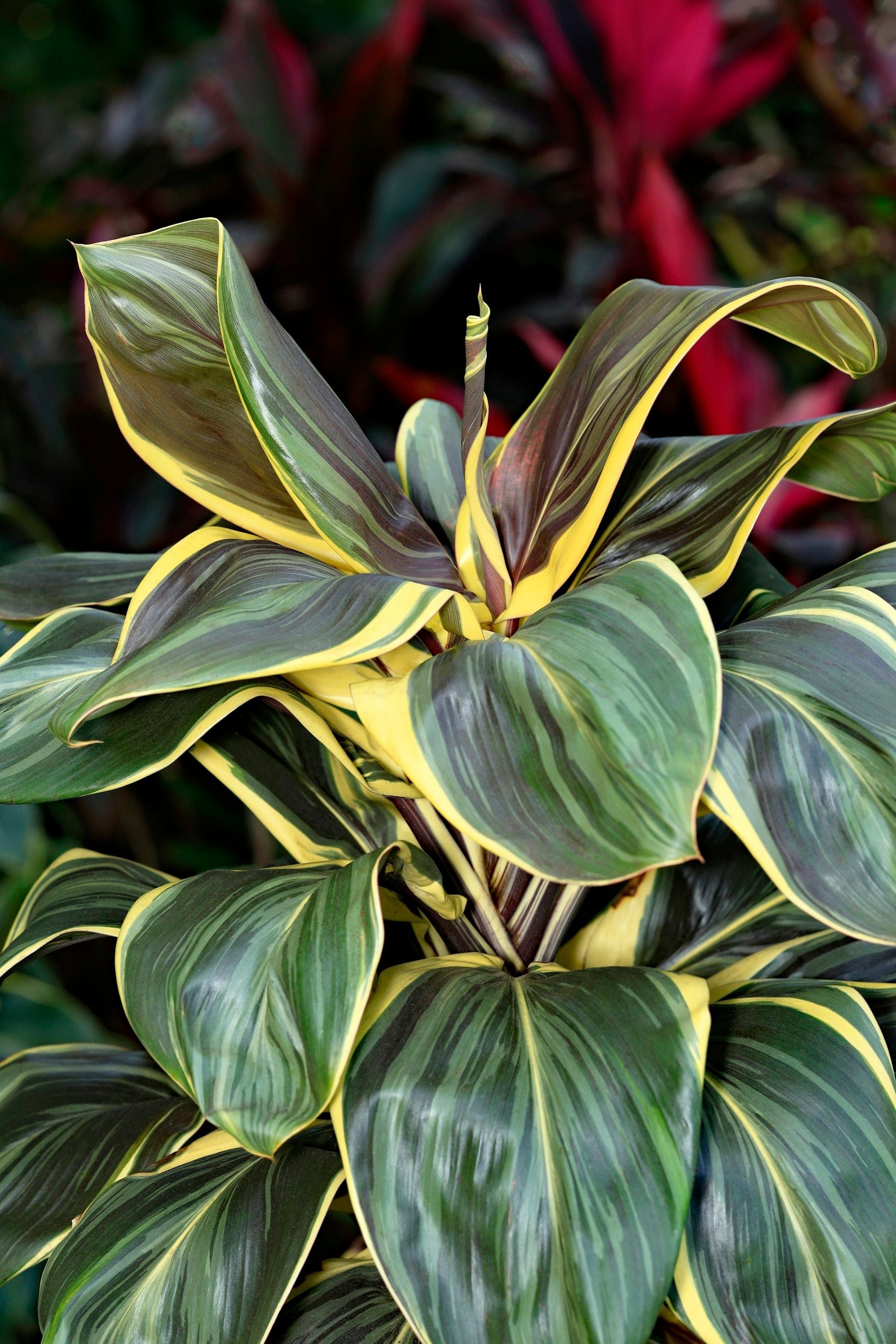 New unfurling leaf of a Hawaiian ti plant (kī), Cordyline fruticosa
