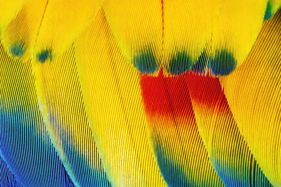 Close-up of vivid red and gold feathers, echoing the colors most prized in Hawaiian featherwork
