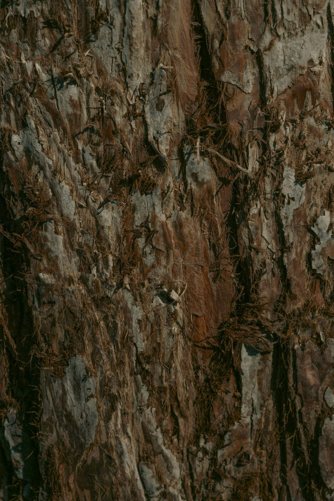Close-up of tropical tree bark, the raw material behind Hawaiian kapa barkcloth