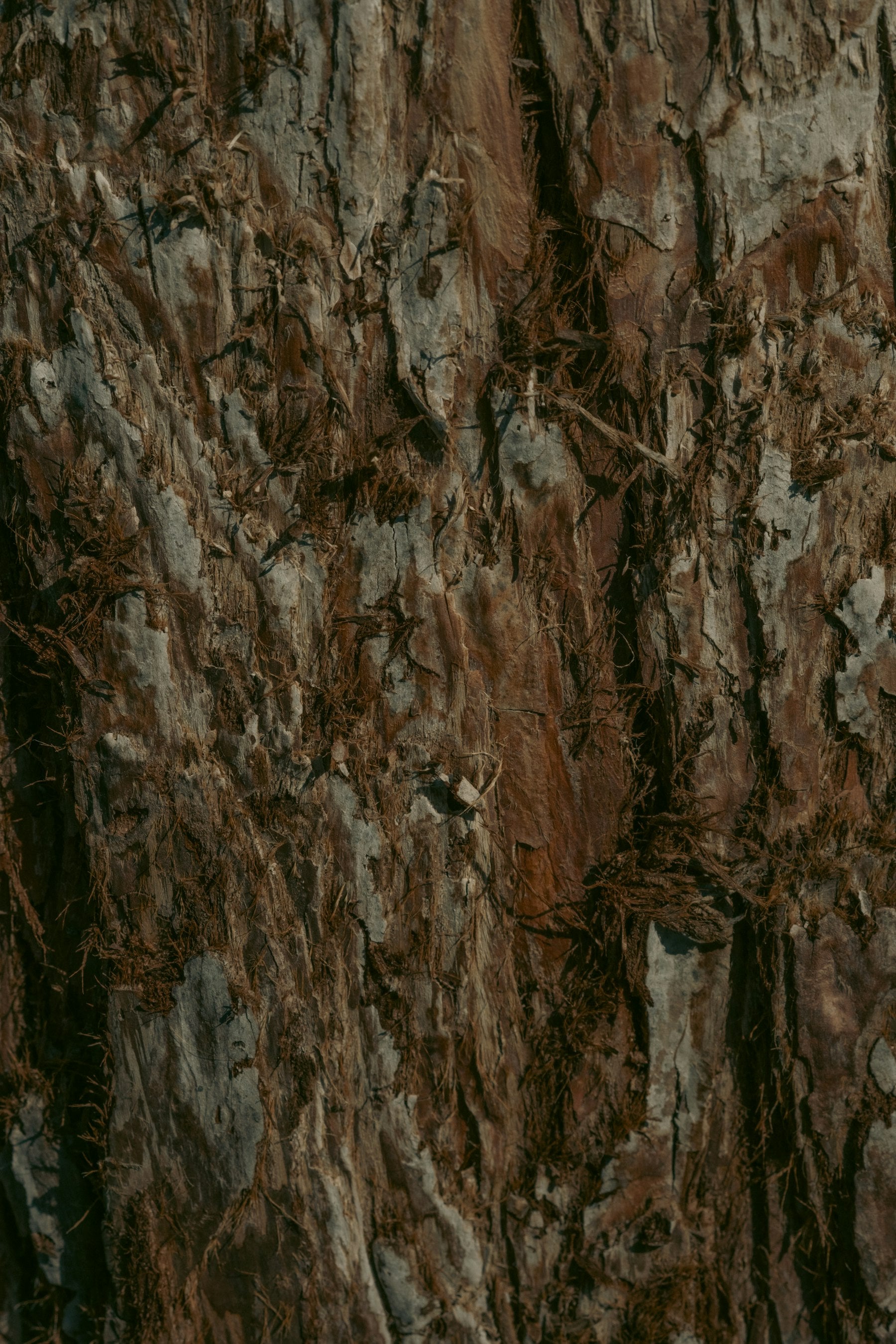 Close-up of tropical tree bark, the raw material behind Hawaiian kapa barkcloth