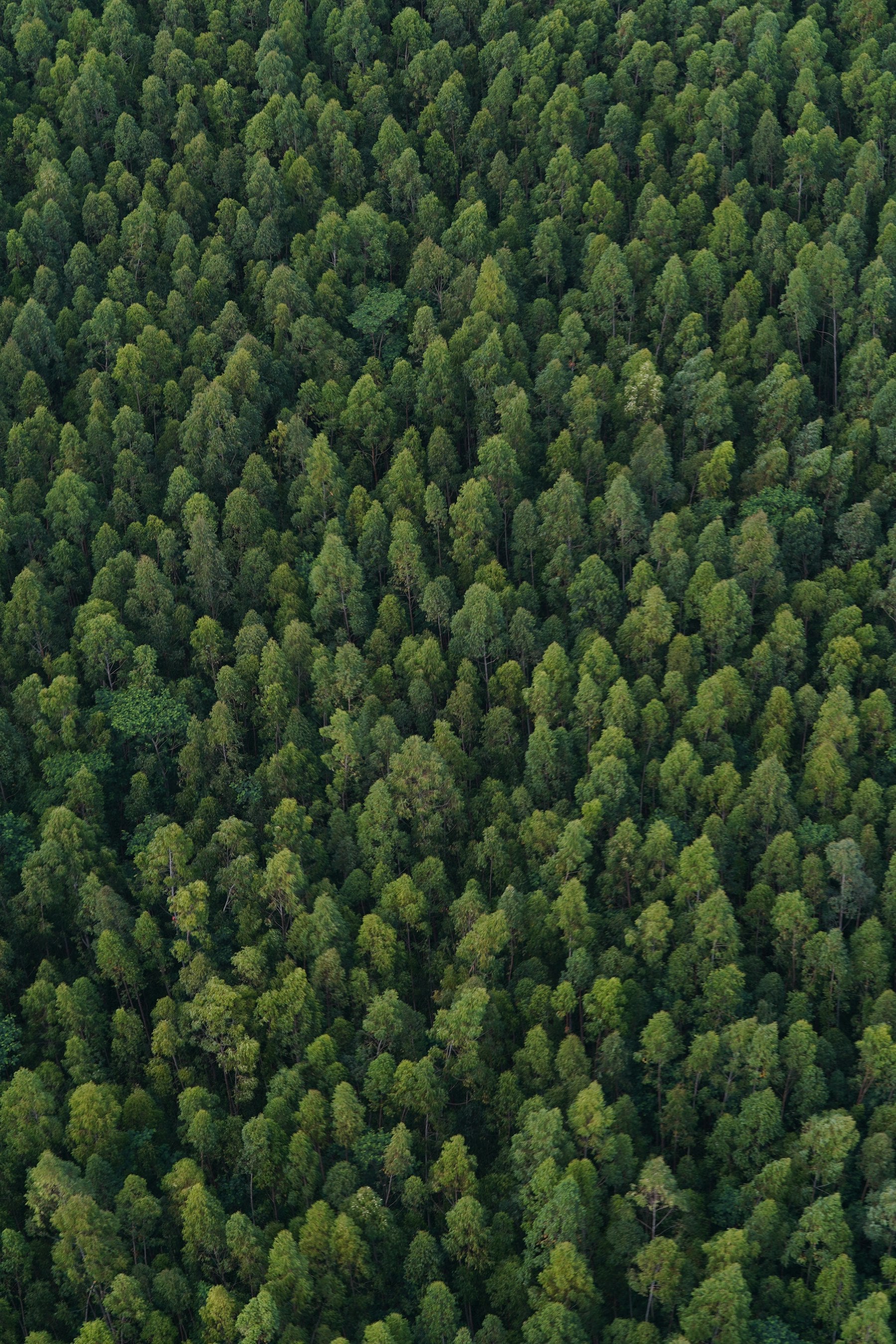 Dense green native forest canopy in the uplands of Kauaʻi, Hawaiʻi, where koa trees grow