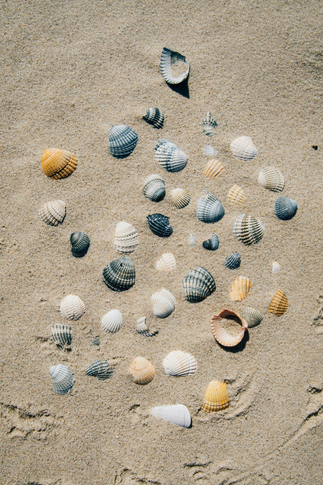 An assortment of tiny seashells arranged on pale sand, evoking the shells gathered for Niʻihau shell lei