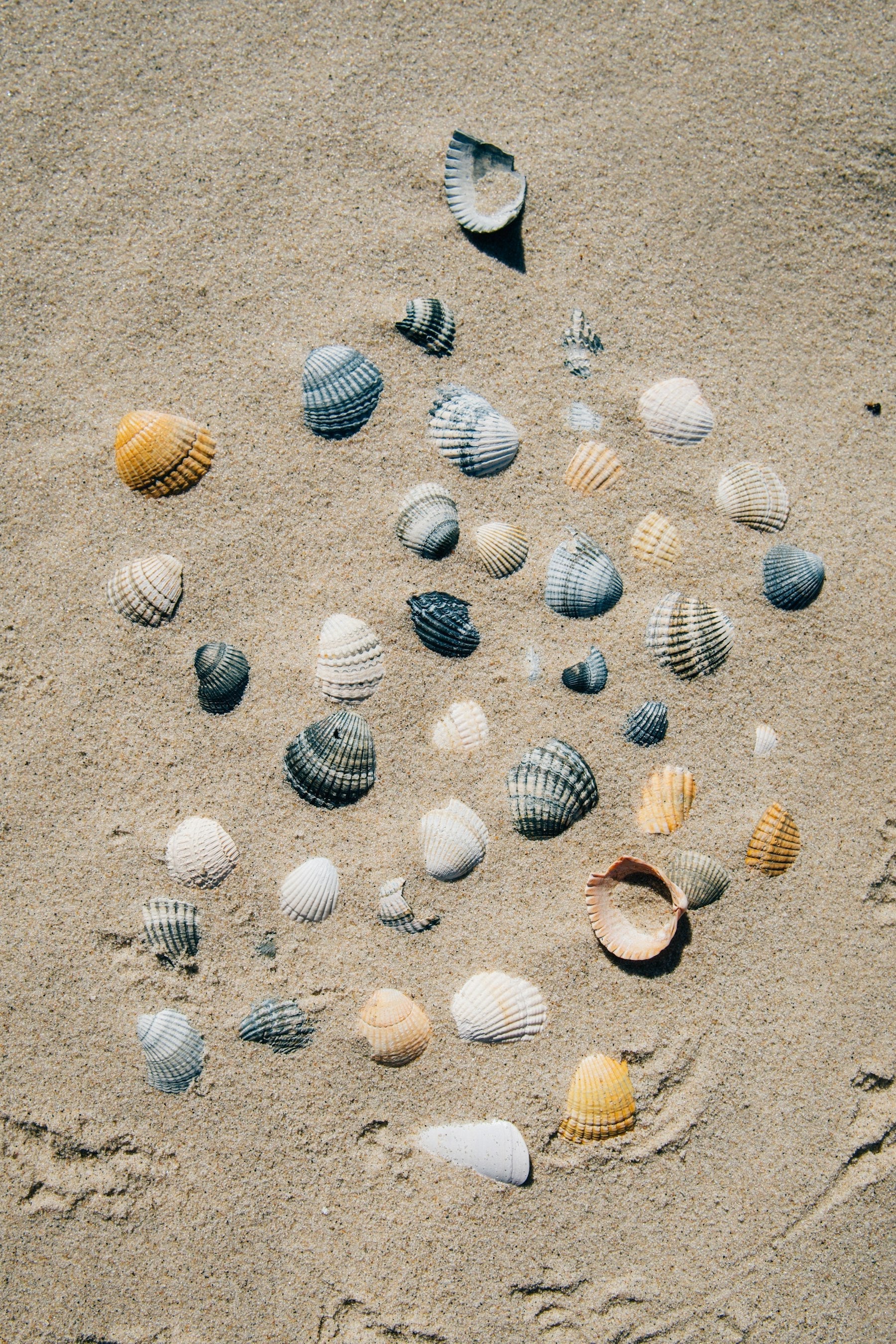An assortment of tiny seashells arranged on pale sand, evoking the shells gathered for Niʻihau shell lei