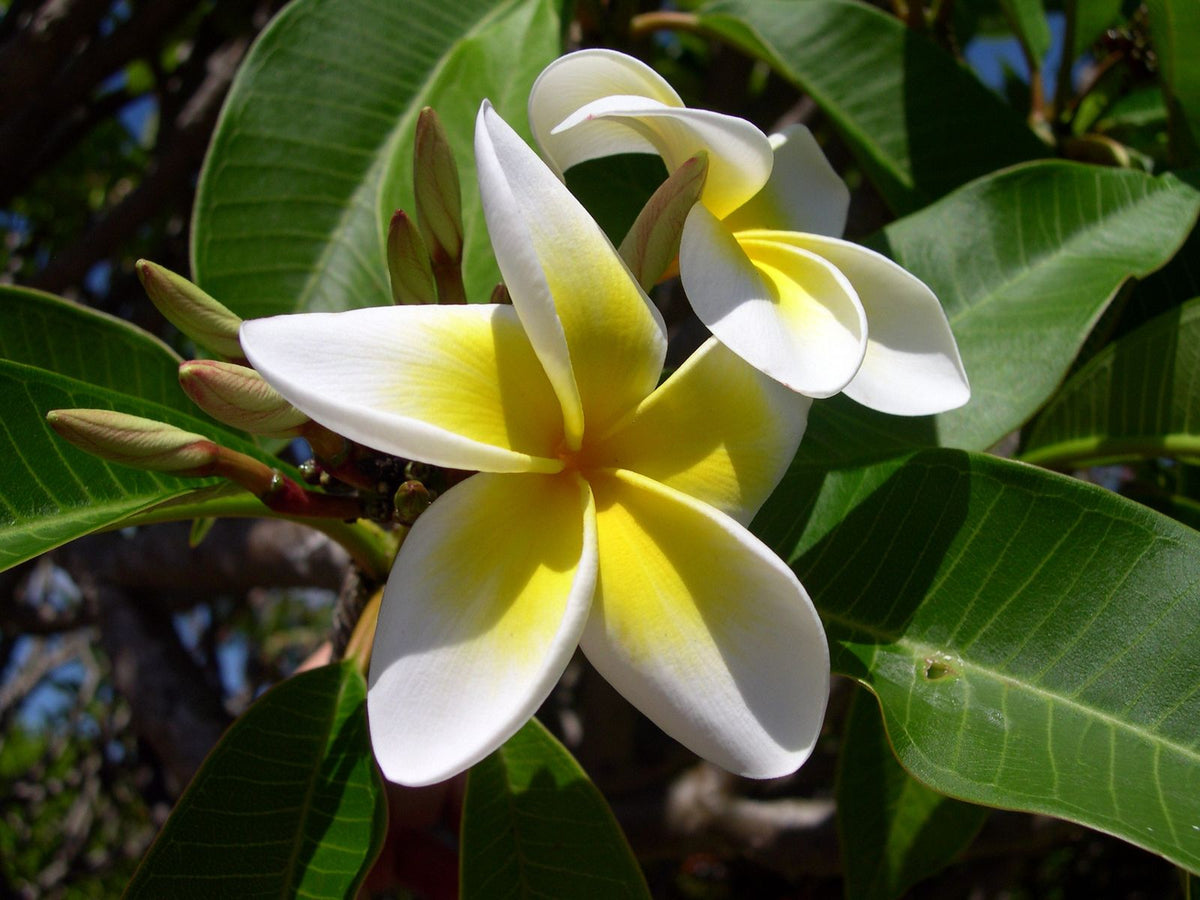 White and yellow plumeria flower blooming on a tree in Hawaiʻi