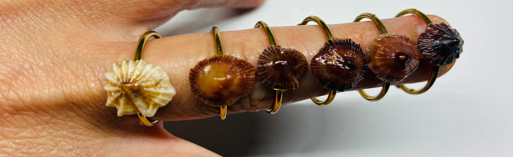 Opihi Awa Rings