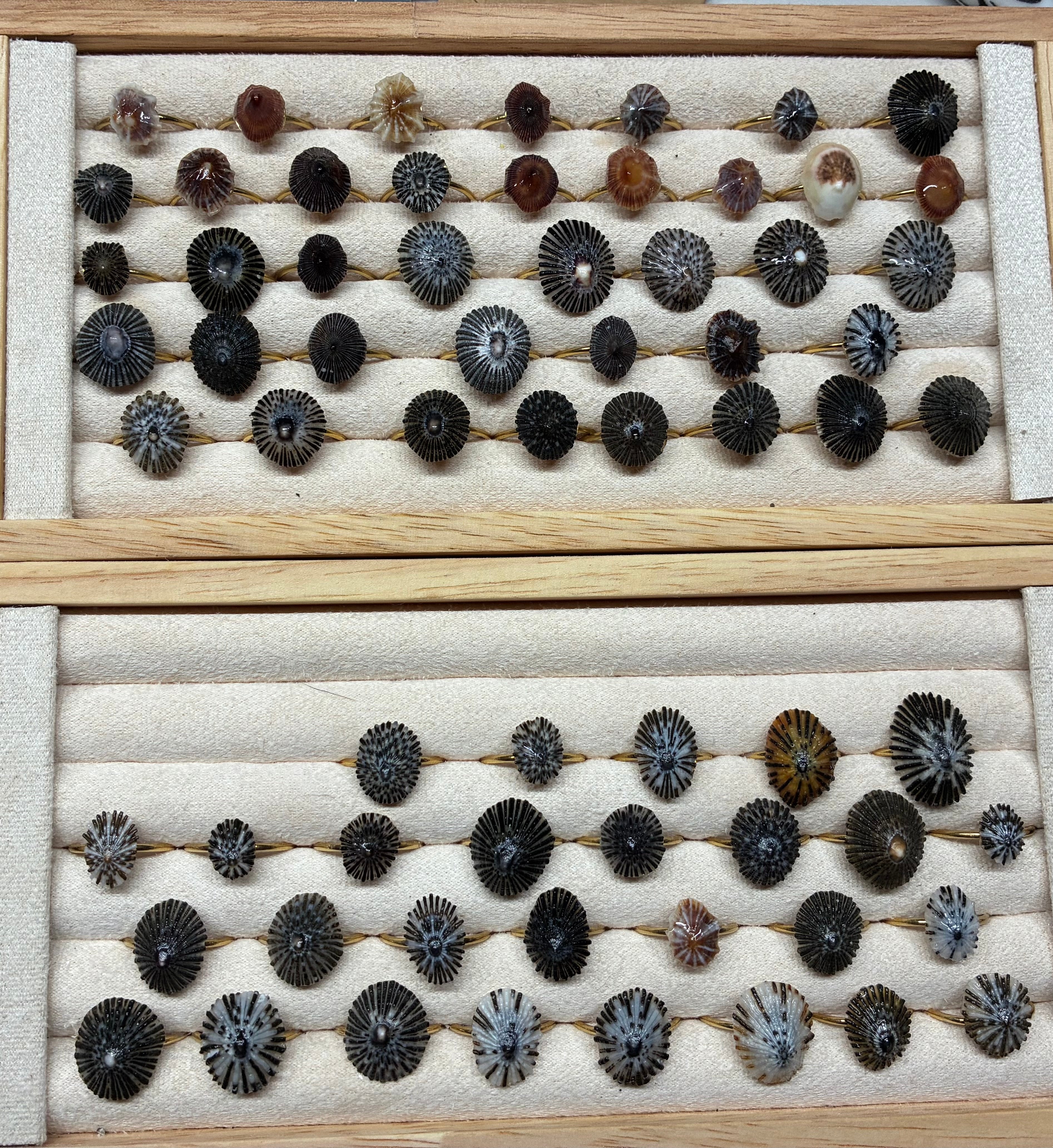 Opihi Awa Rings